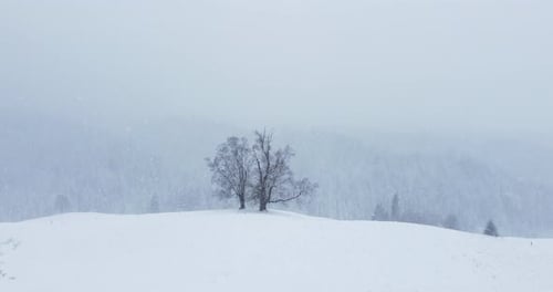 Winter Wonderland: Snow-Covered Trees in Gentle Snowfall