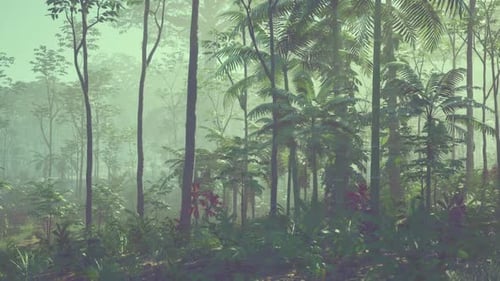 Dense Green Forest Filled With Trees