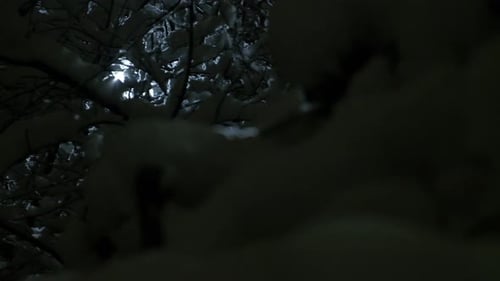 trees with snow in slow motion