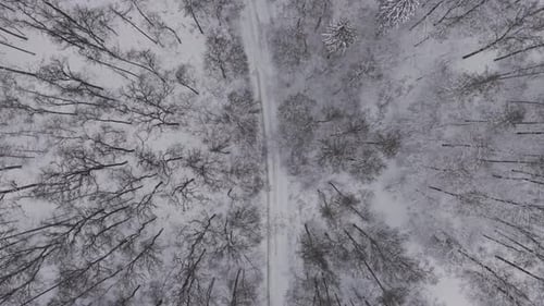 A straight snow-covered road runs through a dense winter forest in a top-down aerial view.