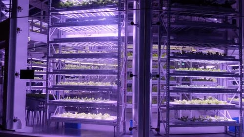 Exterior of vertical farm building, plants grow on hydroponics with purple LED