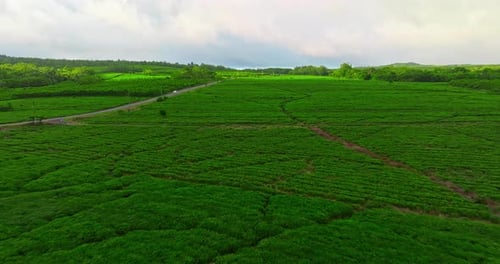 Aerial View of Exploration of Verdant Tea Fields Mauritius