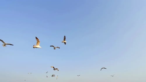 Seagulls Flying Freely in a Blue Sky
