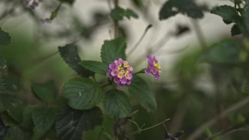 close-up purple flower swaying in the wind