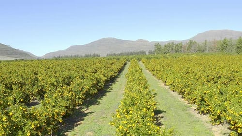 Rows and rows of citrus