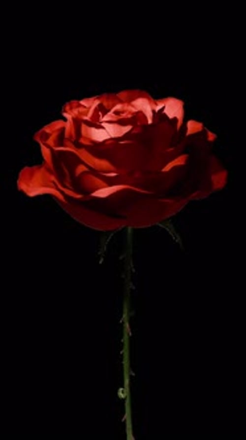 Red Rose Blooming in Natural Time-Lapse