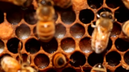 Micro of bees feeding brood in a beehive