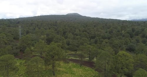 4k drone view in a green pine forest and high voltage towers