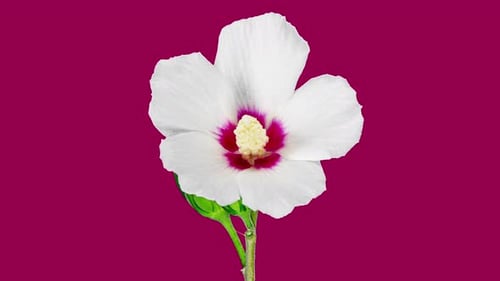 White Flower Blooms in Time Lapse