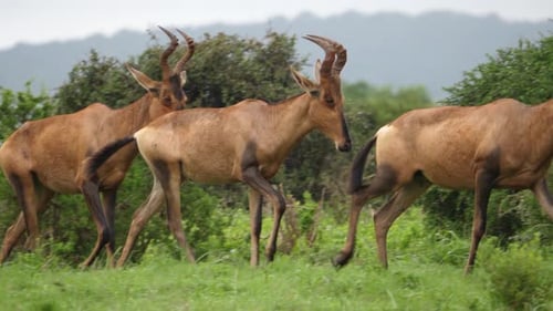 Pan: Wet from rain, Red Hartebeest run in African savanna landscape