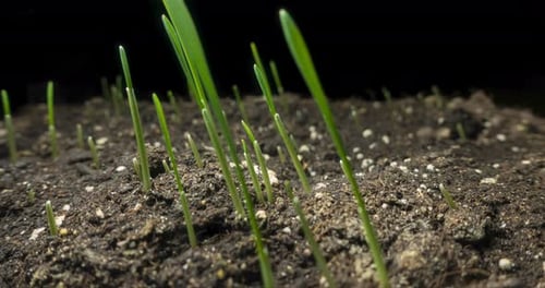 Fresh Grass Growing Macro Timelapse Closeup of Germination and Growth of Tiny Grass Cereal Crop