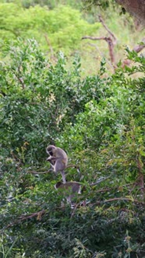 Singe vervet sur une branche d'arbre en train de se toiletter et un autre singe cueillant des insectes, plan vertical