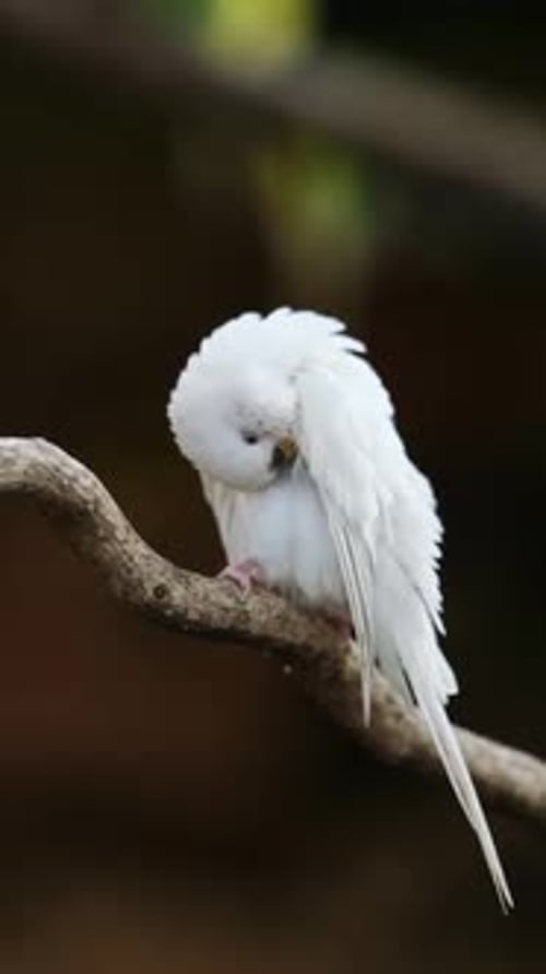 Petit perroquet blanc sur une branche d'arbre