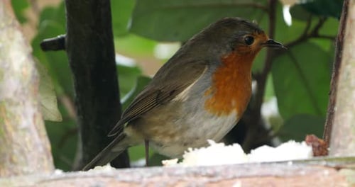 European robin (Erithacus rubecula) feeding on a birdfeeder. France.