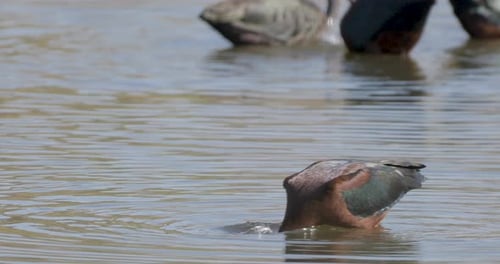 A glossy ibis dips its head underwater while feeding in a calm, shallow pond with other waterfowl ne