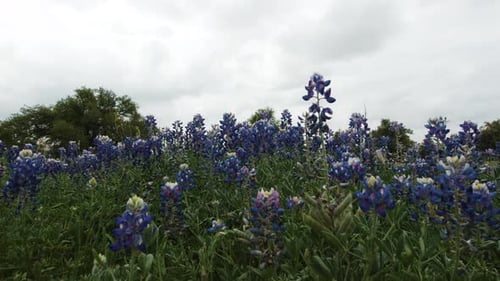 Un chariot se déplace lentement dans un champ de bluebonnets dans le Texas Hill Country