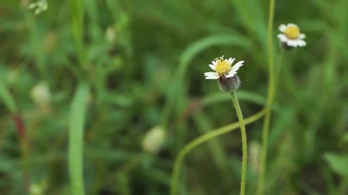 a white flower growing on the grass against the green grass