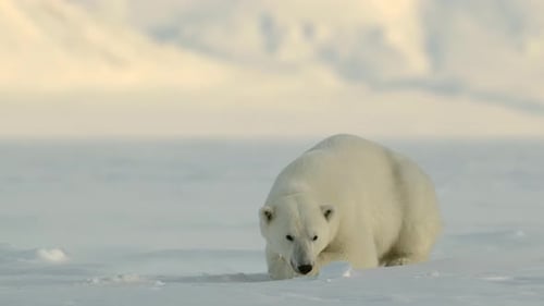 Eisbär ruht in der rauen Umgebung des Polarkreises, Nordpol, umgeben von Schnee