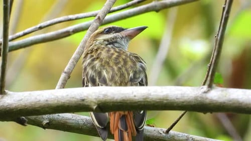 Brown streaked flycatcher perched calmly on a tree branch in a lush forest, detailed view