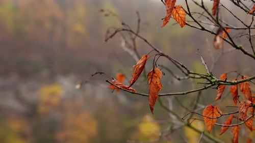Close Up Footage of Autumn Red Orange Leaves Last Rain of the Season Wet Fall Leaf in Rainy