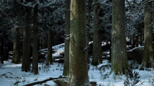 Majestic Winter Forest Landscape with Snow Covered Trees and Shadows