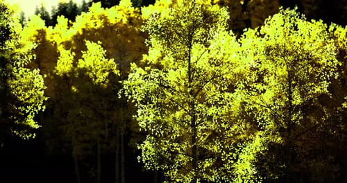 Arbres jaune vif dans une forêt luxuriante pendant la saison d'automne dans la nature