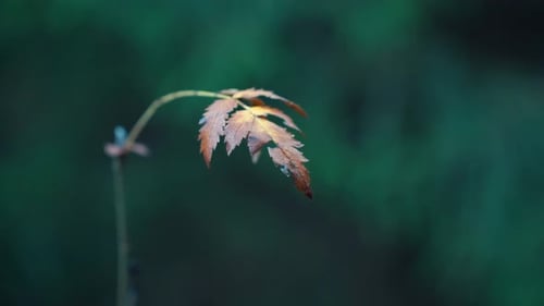 Close-up of a dry leaf on a green background slightly shaking in the breeze