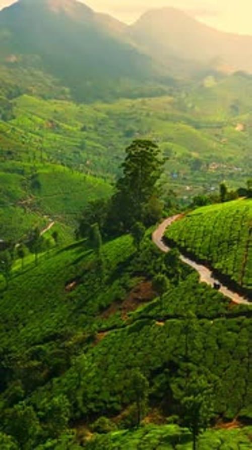 Portrait aérien d'un magnifique paysage de ferme de thé, verdure de Munnar, Inde