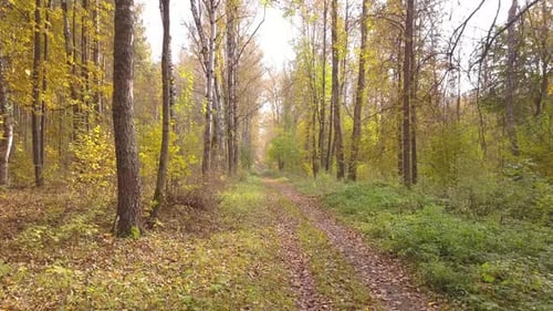 Walk Through The Autumn Park 04