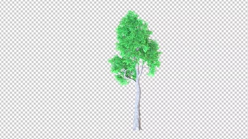 Transparenter Hintergrund des Mangrovenbaums