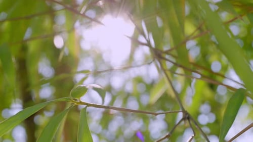 Sunlight and plants