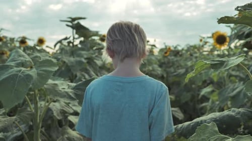 Slomo low tracking shot of toddler walking through sunflower field. Back view