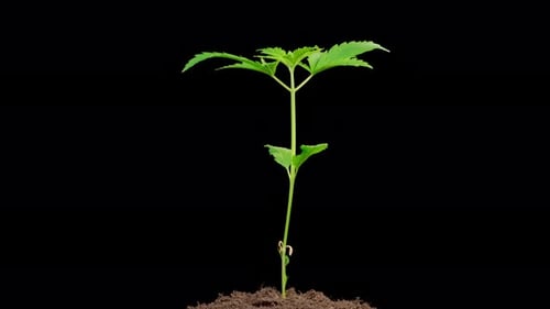Marijuana Plant Growing