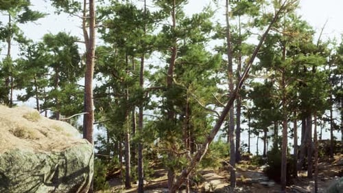 A Forest Filled with Lots of Tall Trees