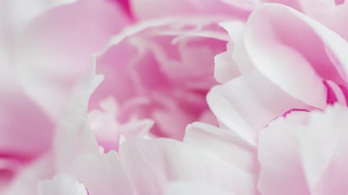 Close Up View of a Pink Flower