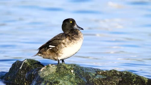 Tufted Duck