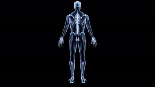 Rotierende 3D-Röntgenansicht des menschlichen Skeletts