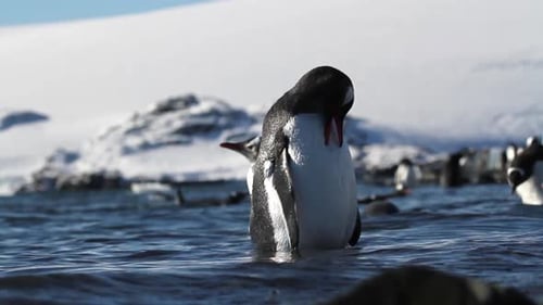 Penguins Swimming in the Water, Winter Environment