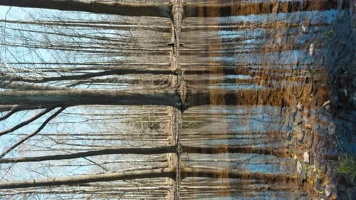 the Reflection of Trees on the Water the Surface of the Water in the Pool in Park Sun Reflection