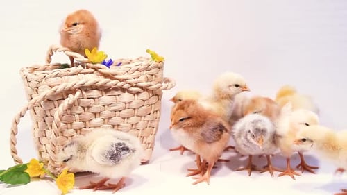 Süße neugeborene flauschige Küken auf weißem Hintergrund mit Weidenkorb und Primeln