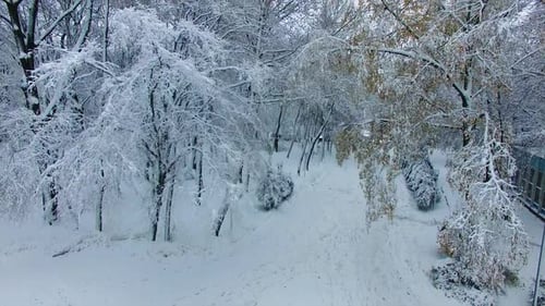 Heavy branches of trees covered with snow hanging over the path in the park.