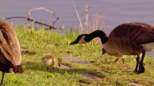 From shell to stride—goslings explore the world in immersive slow motion.