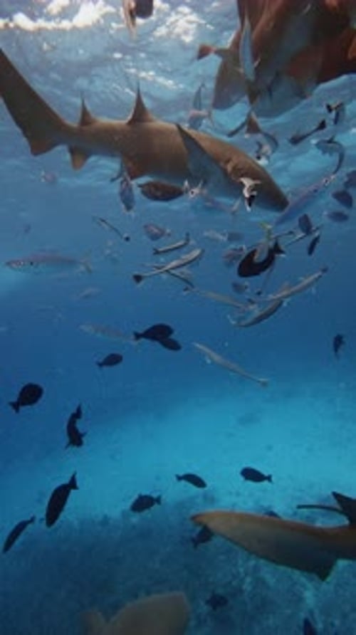 Sea Life in Tropical Sea with a Lot of Sharks and School of Fish Marine Life with Nurse Shark in