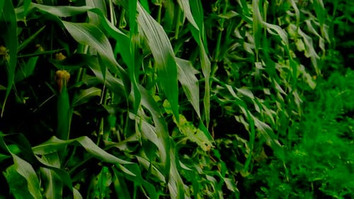 Bowl of Freshly Harvested Vegetables from the Farm