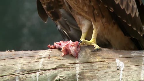 Close up of meat being nibbed by a buzzard
