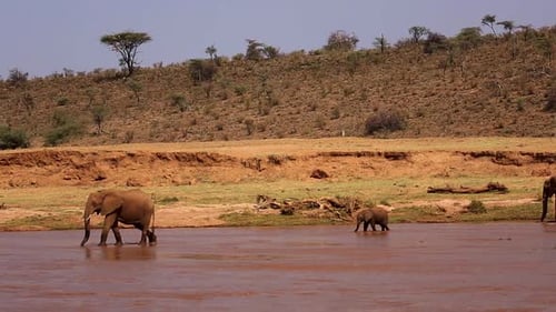 Family of African elephants followed by calf walk along river stream in Serengeti National Park, Ken