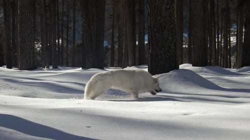 Happy White Swiss Shepherd Dog Runs In Snowy Forest Slowmotion