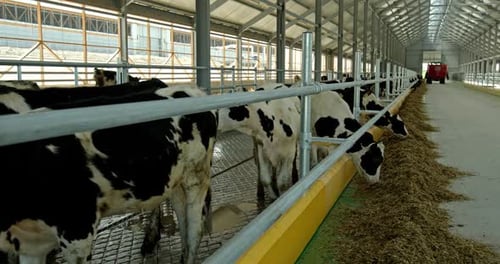 Cows Eating Hay in a Modern Barn