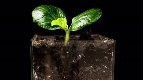 Seed Pumpkin Plant Germination from Soil Timelapse Side View. Greenhouse for Sprouting Organic