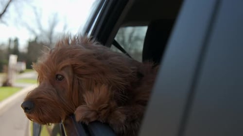 Dog Enjoys Car Ride Head Out Window